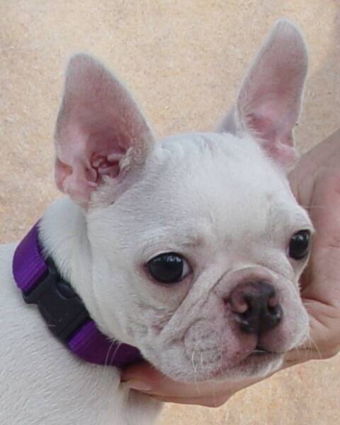 Cream Boston Terrier Male