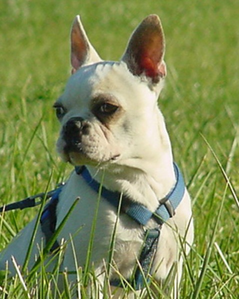 Cream Boston Terrier Female