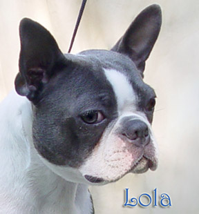 Blue Boston Terrier, Colored Boston Terrier puppies for sale: Blue Boston Terrier puppies, Cream Boston Terrier Puppies & Champagne Boston Terrier pupies for sale