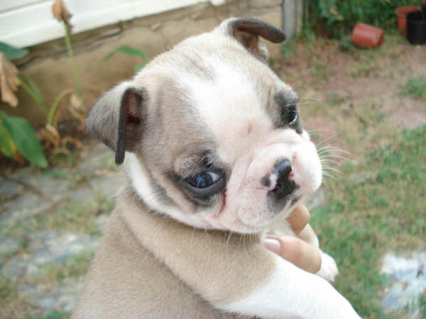 Blue Fawn  Boston Terrier Puppy